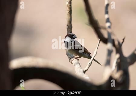 Spatz der alten Welt oder Hausspatz - auf einem Baumzweig thront Stockfoto