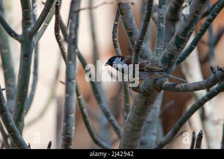 Spatz der alten Welt oder Hausspatz - auf einem Baumzweig thront Stockfoto