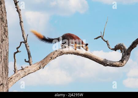 Indische Riesenhörnchen auf einem Baumzweig Stockfoto