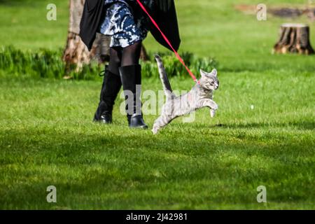 Eine graue, jugendlich gestromte Katze, die an einem sonnigen Frühlingsnachmittag auf einem Spaziergang in ihrem roten Geschirr geführt wird, katzen felis eine Hauskatze Stockfoto