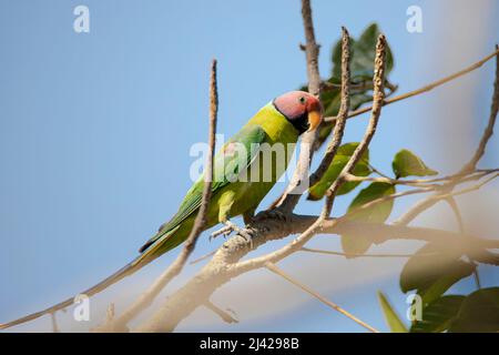 Zwetschgenpapagei auf einem Baumzweig Stockfoto