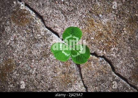 Grünklee Pflanze in Stein gewachsen - Wiedergeburt, Wiederbelebung Resilienz und Erneuerung Konzept Stockfoto