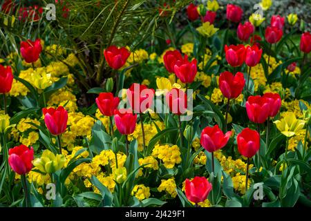 London, Großbritannien. 11. April 2022. Wetter in Großbritannien – Tulpen blühen im Regent’s Park. Die Prognose ist für wärmeres Wetter über das Osterwochenende, mit Temperaturen um die 20C. Kredit: Stephen Chung / Alamy Live Nachrichten Stockfoto