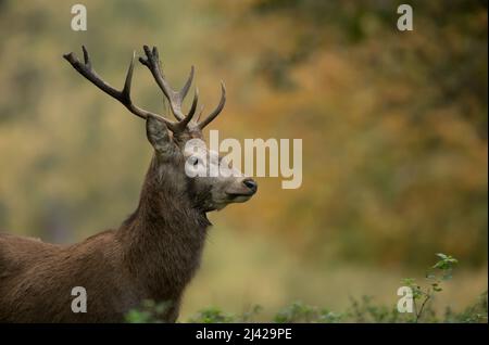 sika Hirsch Cervus nippon isoliert aus dem Hintergrund während der herbstlichen Furche Stockfoto