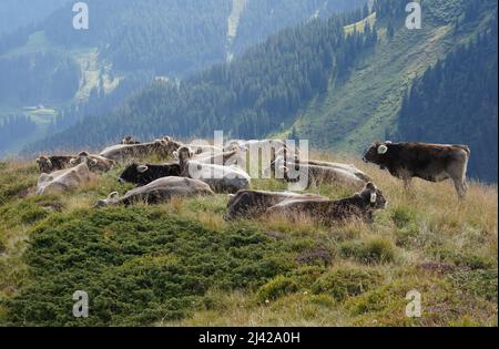 Herde von Kühen der Rasse Schweizer Braun, die sich auf der Alpwiese in der Schweiz erholten. Berge sind im Hintergrund. Stockfoto