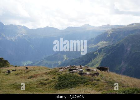 Herde von Kühen der Rasse Schweizer Braun, die sich auf der Alpwiese in der Schweiz erholten. Panoramablick auf die Schweizer Alpen ist im Hintergrund. Stockfoto