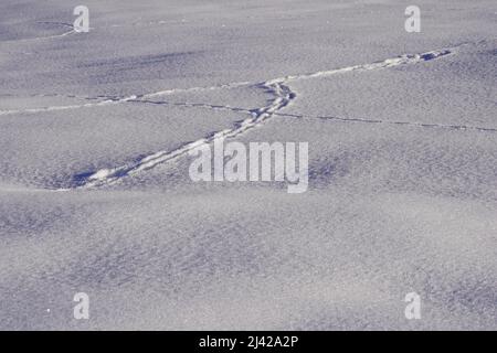 Tierfußabdrücke auf dem glitzernden Schnee. Geeignet als Hintergrund. Stockfoto