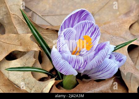 Vorbote des Frühlings. Nahaufnahme der Krokusblüte mit bunt weiß-lila gestreiften Blütenblättern und gelben Stigmata, die über dem Teppich aus Eichenblättern blühen. Stockfoto