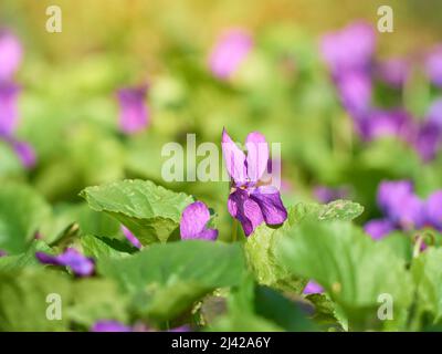 Violette Blume blüht im Frühlingspark. Stockfoto