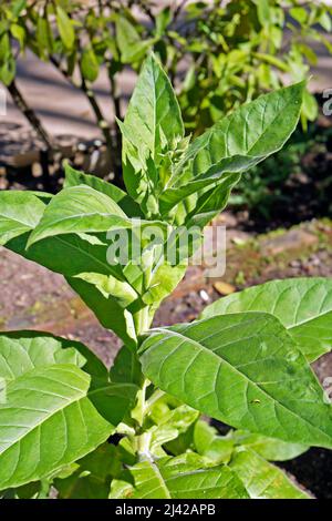 Tabakpflanze (Nicotiana tabacum) im Garten Stockfoto