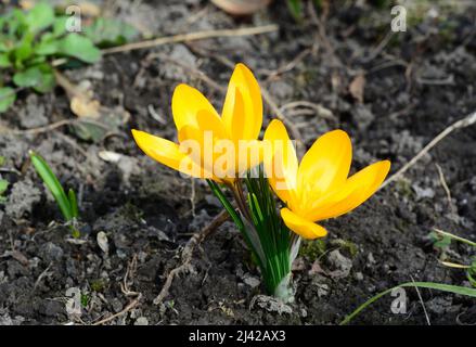 Eine Nahaufnahme von goldgelben Krokussen, die im Frühjahr blühen. Gelbe Krokusse als erste mehrjährige Frühlingsblüten. Stockfoto