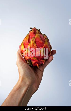 Dragon Fruit, Pitaya oder Pitahaya auf der Hand in einem hellen Hintergrund Stockfoto