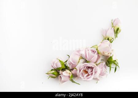 Rahmen aus Rosen und Blütenblättern auf weißem Hintergrund. Flach liegend. Stockfoto