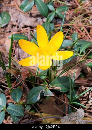 Nahaufnahme eines leuchtend gelben Frühlingskrokus in toten Blättern Stockfoto