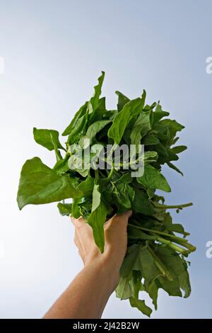 Ein Haufen Spinat auf der Hand in einem hellen Hintergrund Stockfoto