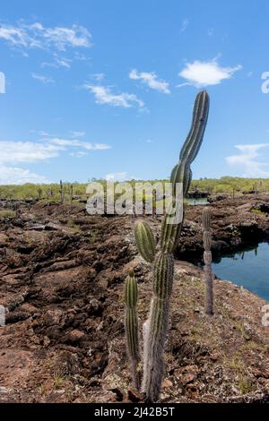 Touristen erkunden Las Tintoreras, eine kleine Inselkette voller Buchten und versteckter Strände. Stockfoto