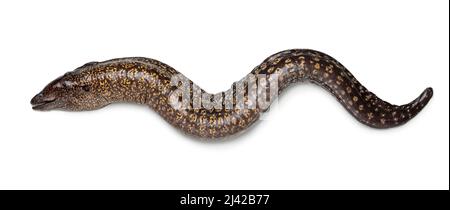 Einzelne frische ganze rohe Muränen, Muraenidae, isoliert auf weißem Hintergrund Stockfoto