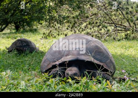 El Chato Galapagos ist ein geschützter Ort, an dem Galapagos-Riesenschildkröten herumlaufen. Stockfoto