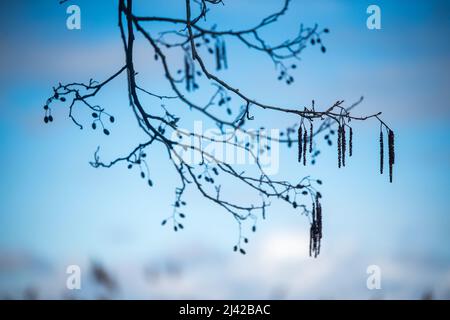 Silhouette eines Erlenzweiges gegen den blauen Himmel Stockfoto