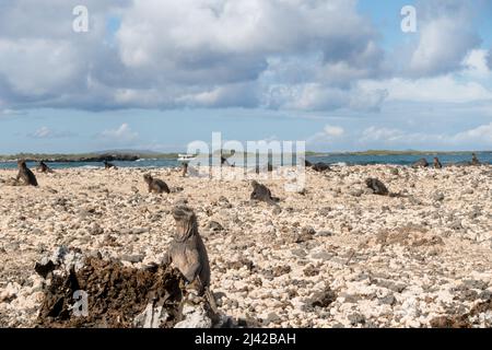 Touristen erkunden Las Tintoreras, eine kleine Inselkette voller Buchten und versteckter Strände. Stockfoto