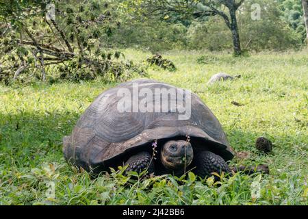 El Chato Galapagos ist ein geschützter Ort, an dem Galapagos-Riesenschildkröten herumlaufen. Stockfoto