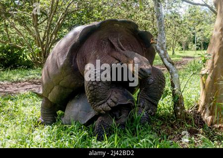 El Chato Galapagos ist ein geschützter Ort, an dem Galapagos-Riesenschildkröten herumlaufen. Stockfoto