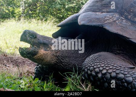El Chato Galapagos ist ein geschützter Ort, an dem Galapagos-Riesenschildkröten herumlaufen. Stockfoto