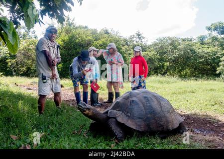 El Chato Galapagos ist ein geschützter Ort, an dem Galapagos-Riesenschildkröten herumlaufen. Stockfoto