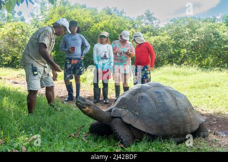 El Chato Galapagos ist ein geschützter Ort, an dem Galapagos-Riesenschildkröten herumlaufen. Stockfoto