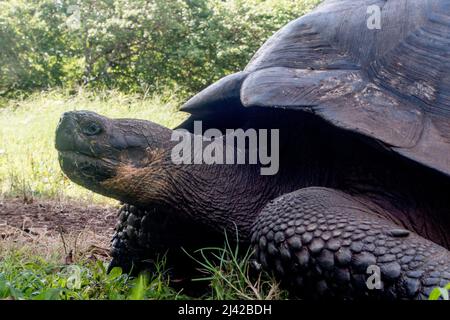 El Chato Galapagos ist ein geschützter Ort, an dem Galapagos-Riesenschildkröten herumlaufen. Stockfoto