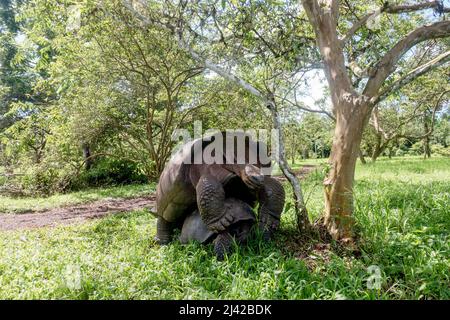 El Chato Galapagos ist ein geschützter Ort, an dem Galapagos-Riesenschildkröten herumlaufen. Stockfoto
