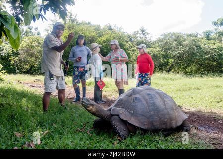 El Chato Galapagos ist ein geschützter Ort, an dem Galapagos-Riesenschildkröten herumlaufen. Stockfoto