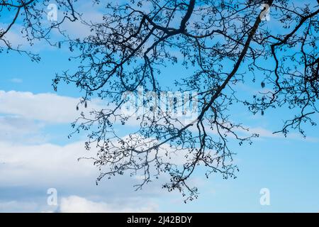 Silhouette eines Erlenzweiges gegen den blauen Himmel Stockfoto