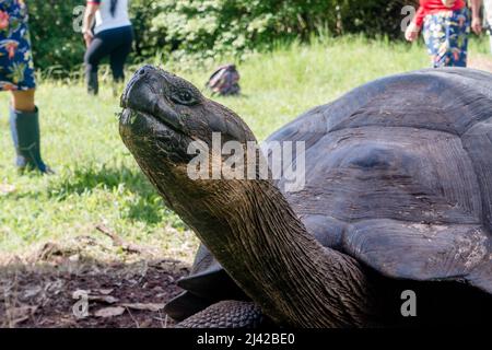 El Chato Galapagos ist ein geschützter Ort, an dem Galapagos-Riesenschildkröten herumlaufen. Stockfoto