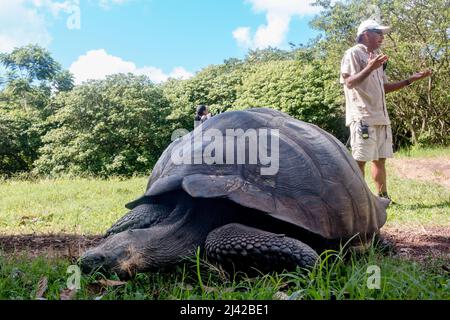 El Chato Galapagos ist ein geschützter Ort, an dem Galapagos-Riesenschildkröten herumlaufen. Stockfoto
