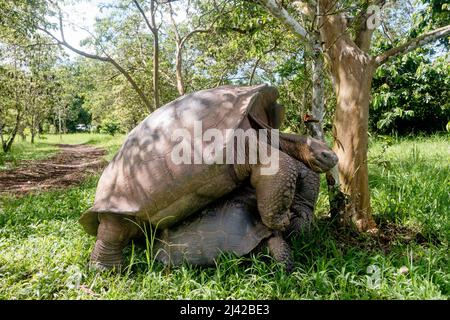El Chato Galapagos ist ein geschützter Ort, an dem Galapagos-Riesenschildkröten herumlaufen. Stockfoto