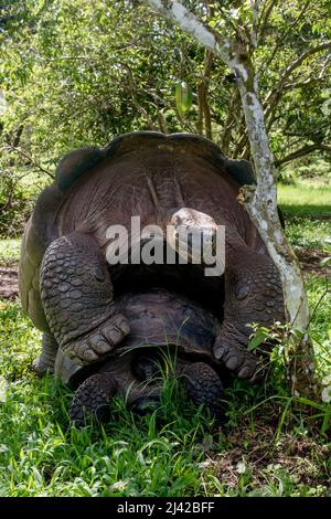 El Chato Galapagos ist ein geschützter Ort, an dem Galapagos-Riesenschildkröten herumlaufen. Stockfoto