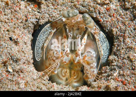Spearing Mantis Shrimp (Lysiosquillina maculata), Ari Atoll, Malediven, Indischer Ozean, Asien Stockfoto