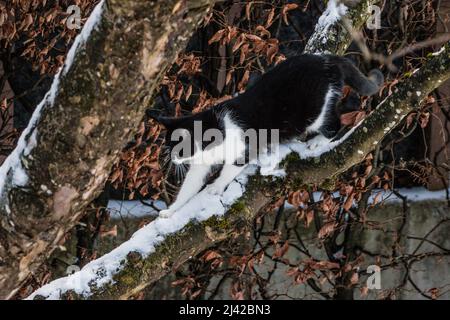 Schwarz-weiße Katze im Frühlingsschnee spielt beim Klettern auf einem Baum Stockfoto
