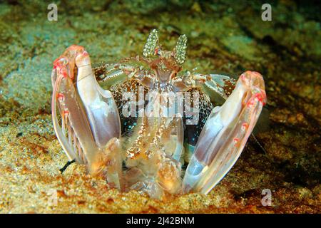 Spearing Mantis Shrimp (Lysiosquillina maculata), Ari Atoll, Malediven, Indischer Ozean, Asien Stockfoto