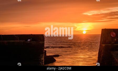 Goldener Sonnenaufgang hinter den Mauern von Johnshaven Harbour, einem kleinen Fischerdorf in Aberdeenshire, Schottland, mit Spiegelungen über die Nordsee. Stockfoto