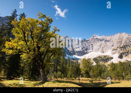 Herbst Ahornbaum Karwendel Berg birkkarspitze. Hochwertige Fotos Stockfoto