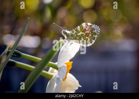 Grün gefleckte Flügel eines männlichen Schmetterlings mit orangefarbener Spitze auf einem weißen Narzissen, im britischen Garten. Stockfoto