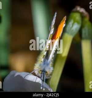 Männlicher Schmetterling mit orangefarbener Spitze auf weißer Blume Stockfoto