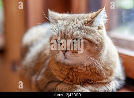 Eine wunderschöne graue Katze liegt in der Nähe und ruht auf der Fensterbank des Hauses. Die Katze schaut dann in die Kamera und schläft dann. Stockfoto