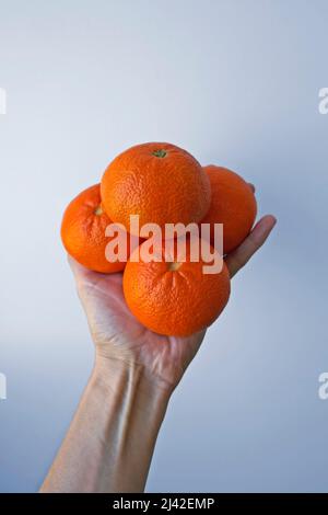 Mandarinen auf der Hand in einem hellen Hintergrund Stockfoto