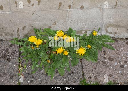 Löwenzahn, in Fuge, Fugen, Wiesen-Löwenzahn, Wiesenlöwenzahn, Gemeiner Löwenzahn, gewöhnlicher Löwenzahn, Kuhblume, Taraxacum officinale, Taraxacum se Stockfoto