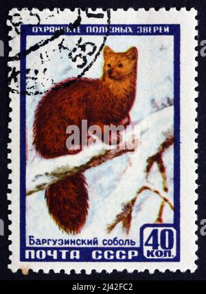 RUSSLAND - UM 1957: Eine in Russland gedruckte Briefmarke zeigt Sable, Martes Zibellina, Animal, um 1957 Stockfoto