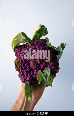 Lila Blumenkohl auf der Hand in einem hellen Hintergrund Stockfoto