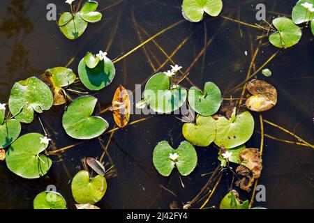 Wasserschneepflake (Nymphoides indica) Stockfoto
